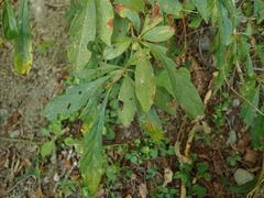 Lindera erythrocarpa