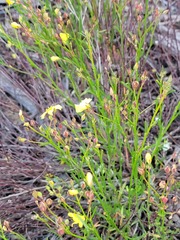 Crocanthemum aldersonii