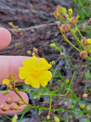 Crocanthemum aldersonii