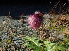 Cirsium purpuratum