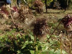 Cirsium purpuratum