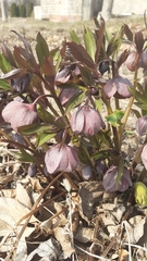 Helleborus