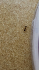Pheidole megacephala