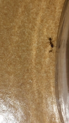 Pheidole megacephala