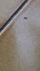 Pheidole megacephala