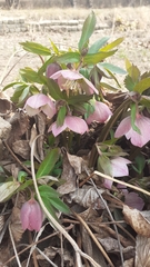 Helleborus