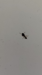 Pheidole megacephala