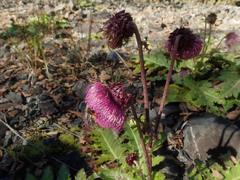 Cirsium purpuratum