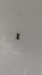 Pheidole megacephala