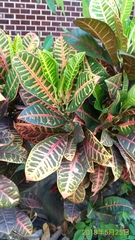 Codiaeum variegatum pictum