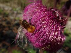 Cirsium purpuratum