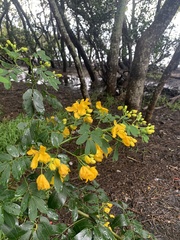 Senna pendula glabrata