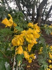Senna pendula glabrata