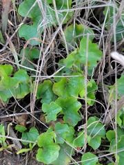 Dichondra occidentalis