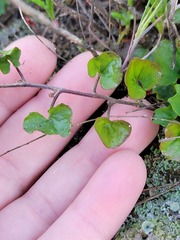 Dichondra occidentalis