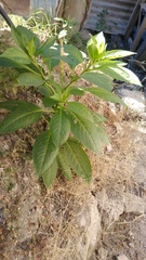 Phytolacca icosandra