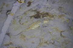 Triturus karelinii