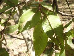 Alnus firma