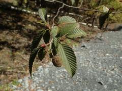 Alnus firma
