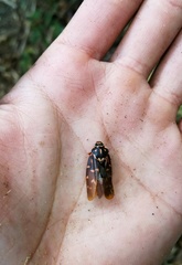 Phymatostetha