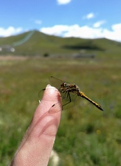 Sympetrum danae