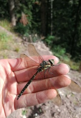 Aeshna juncea
