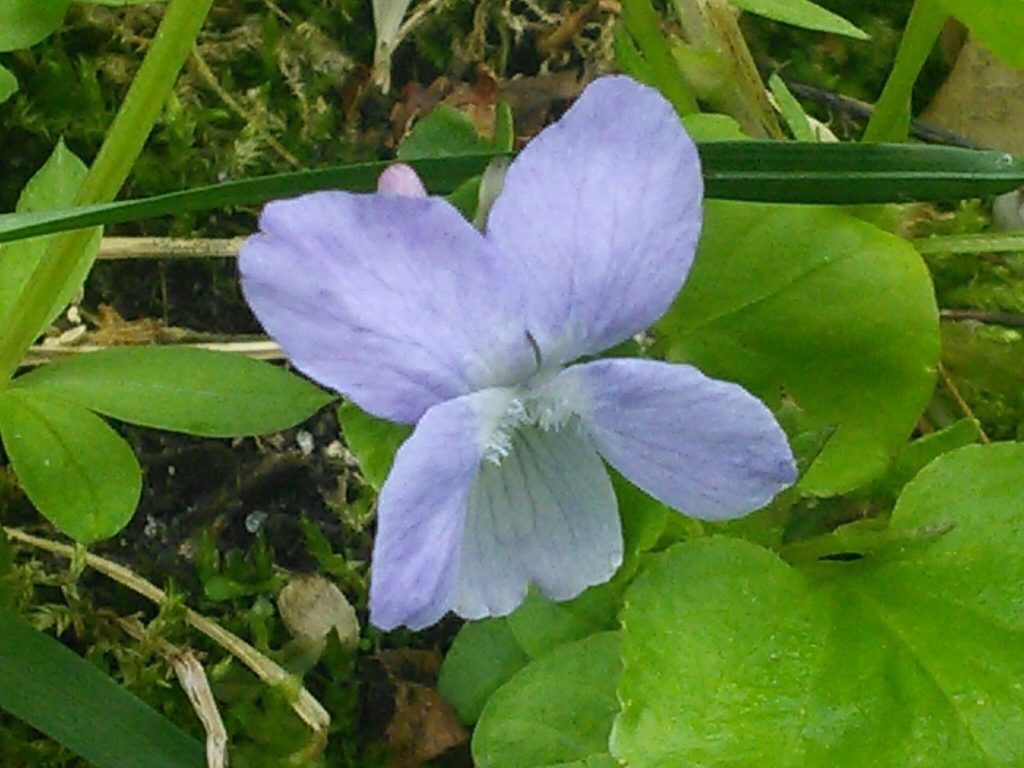 Labrador Violet Invasive Labrador violet from Itasca County, US-MN, US on May 16, 2015 at 03:29 ...