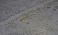 Lissotriton lantzi