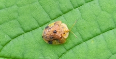 Laccoptera nepalensis