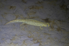 Triturus karelinii