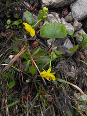 Ranunculus hybridus