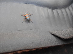 Strongylium decoratum