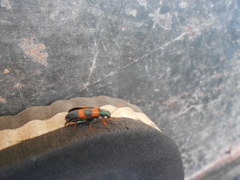 Strongylium decoratum