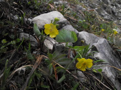 Ranunculus hybridus