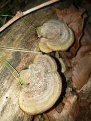 Mycorrhaphium adustum