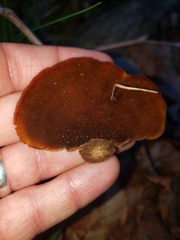 Mycorrhaphium adustum