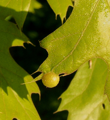 Amphibolips quercusostensackenii
