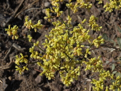 Eriogonum microtheca ambiguum