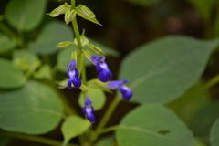 Salvia caudata