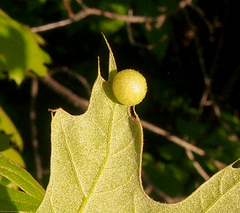 Amphibolips quercusostensackenii