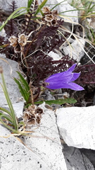 Campanula dasyantha