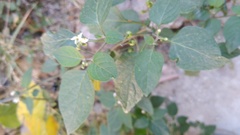 Solanum americanum