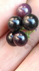 Solanum americanum