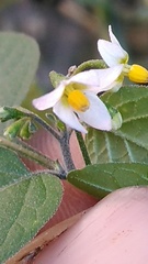 Solanum americanum