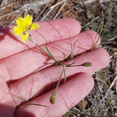 Goodenia fascicularis