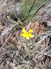 Goodenia fascicularis