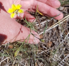 Goodenia fascicularis
