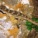 Duvaucel's Gecko - Photo (c) Jennifer Moore, some rights reserved (CC BY)