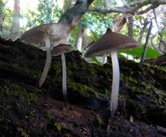 Pseudohydropus commenticius