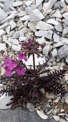 Pedicularis amoena